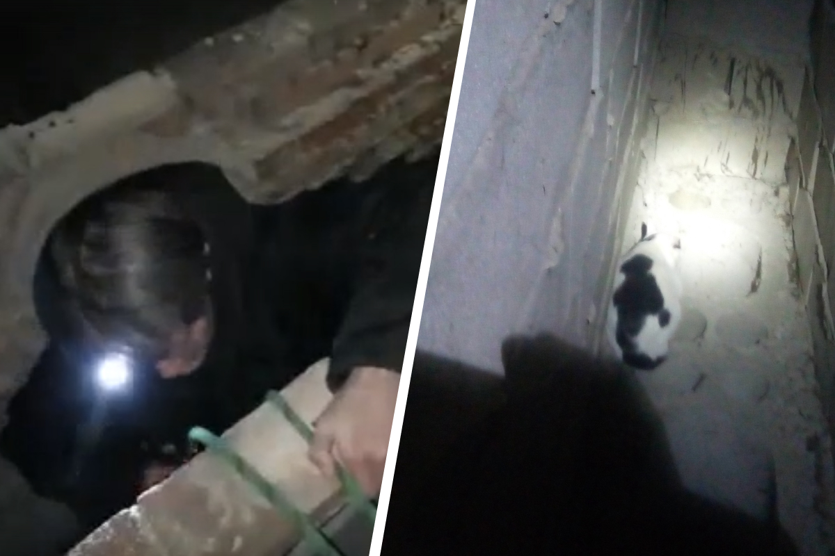 «Было рискованно». Екатеринбургские волонтеры выехали в Челябинск, чтобы спасти кота из шахты