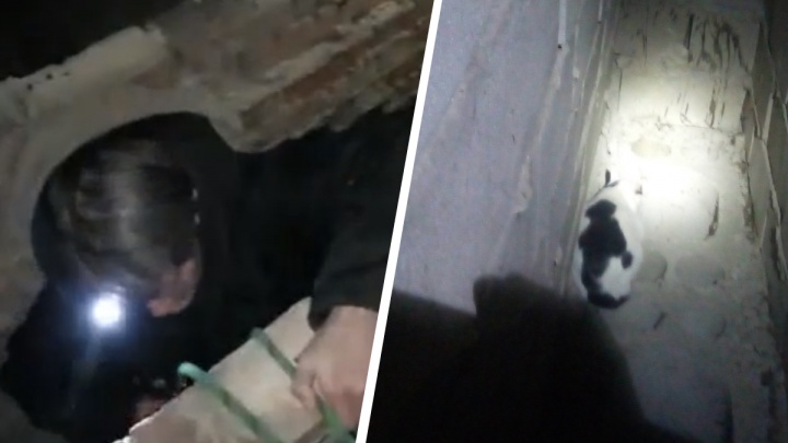 «Было рискованно». Екатеринбургские волонтеры выехали в Челябинск, чтобы спасти кота из шахты