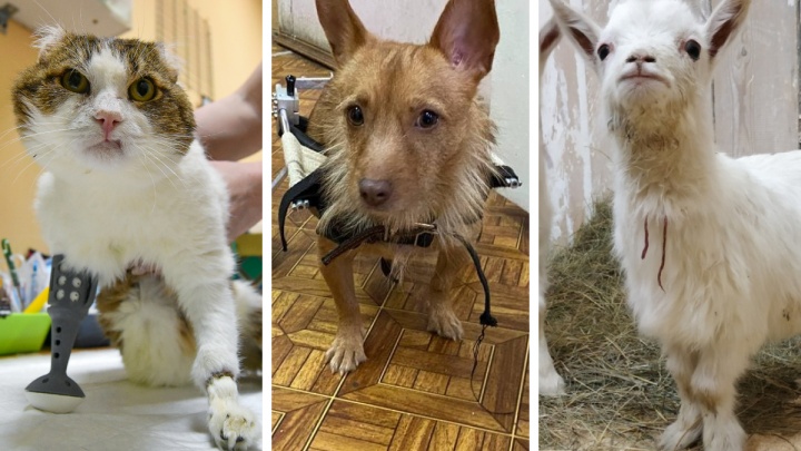 Истории искалеченных животных, которых спасли в Екатеринбурге