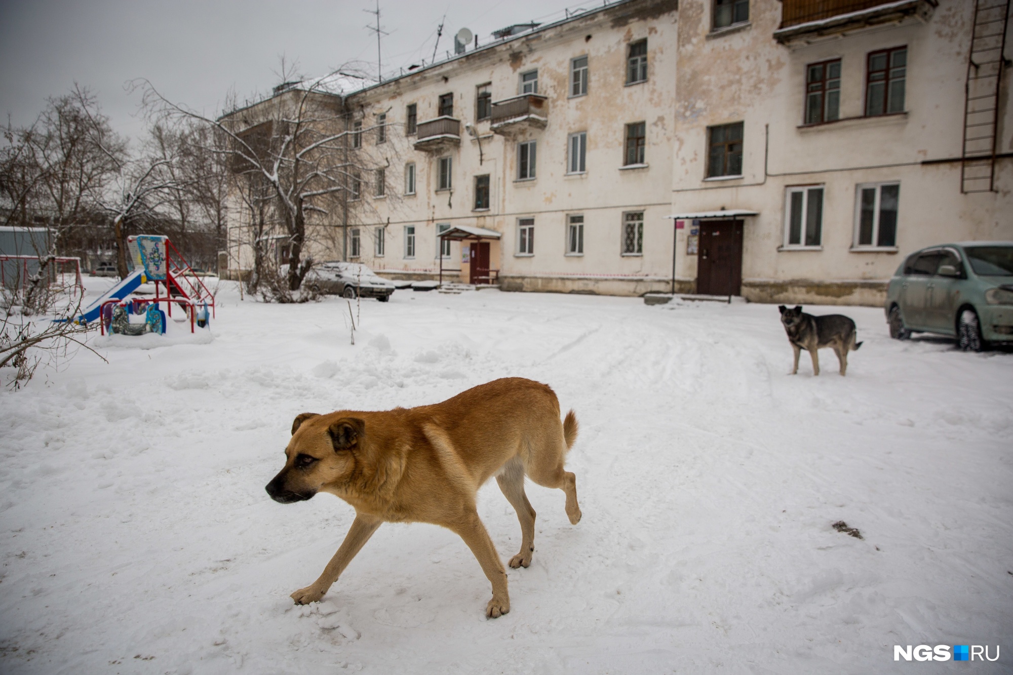Анатолий Локоть назвал способы уменьшения числа бездомных собак в Новосибирске