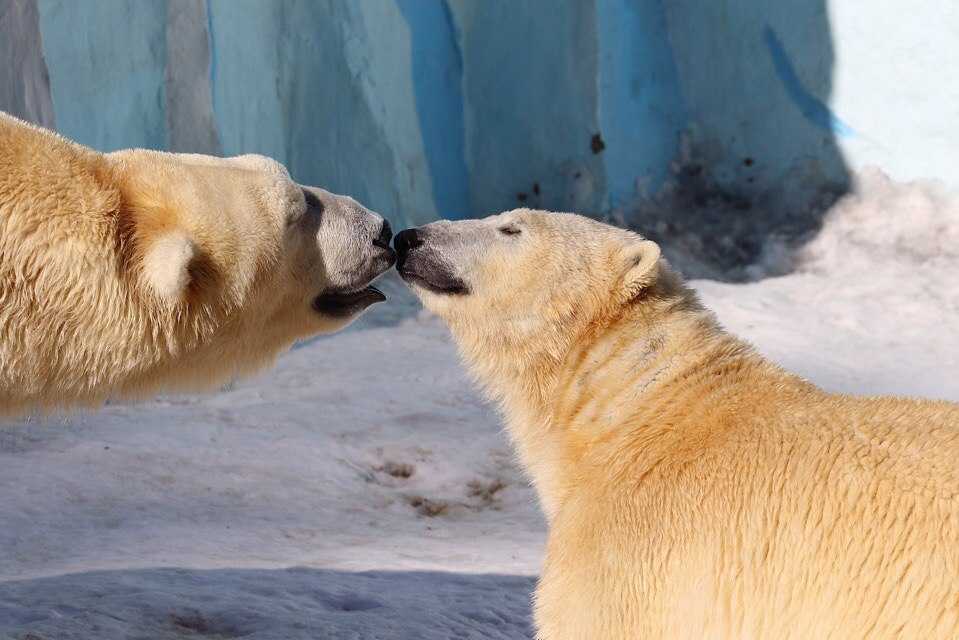 Новосибирский зоопарк считается одним из лучших в стране