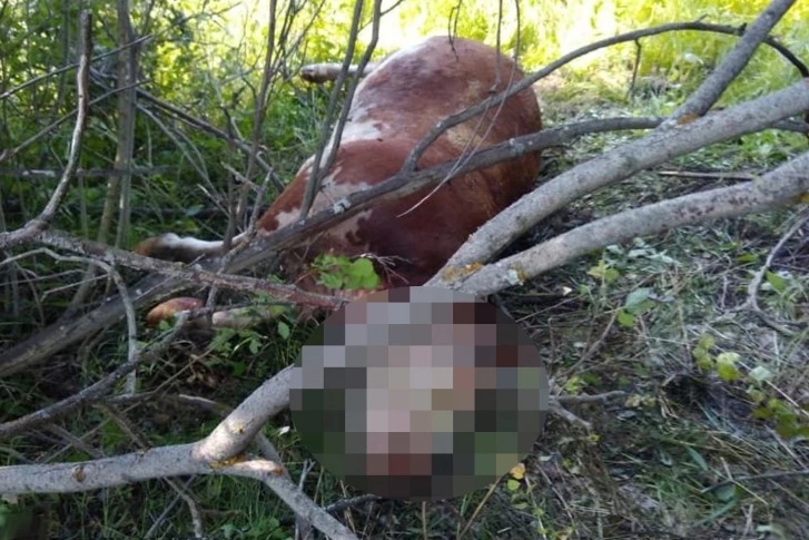 Медведь, покалечивший скот, бродит в Новосибирской области