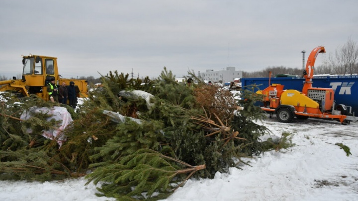 Региональный мусорный оператор рассказал, что будет с выброшенными самарцами новогодними елками