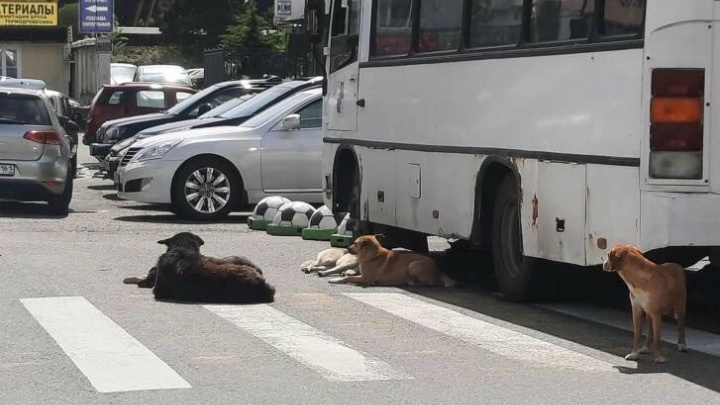 Власти Сочи заявили, что собак возле «Александрии» отлавливали для стерилизации