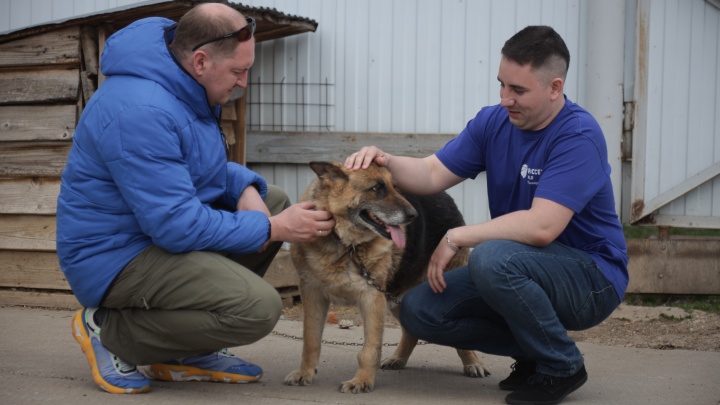 «Россети Урал» и сообщество электромобилистов Перми помогли приюту для собак «Доброе сердце»
