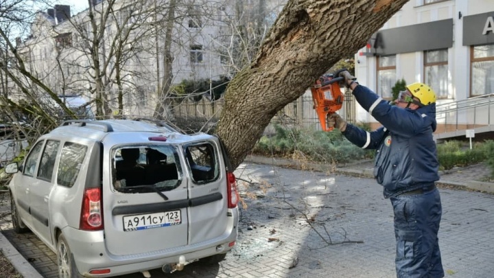 Краснодар в урагане: куда обращаться, если упавшее дерево разбило вашу машину
