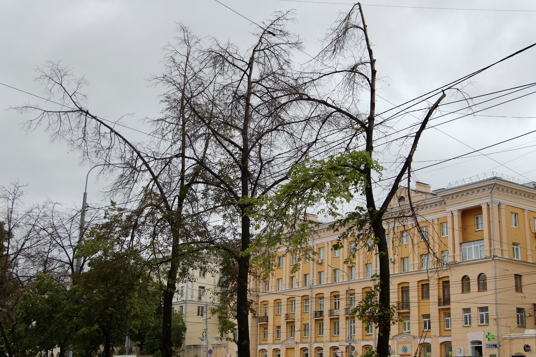 На одном участке засохло сразу восемь лип На одном участке засохло сразу восемь лип