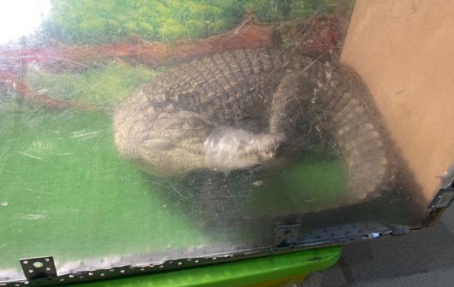 Крокодилу перетянули пасть скотчем: прокуратура проверяет скандальную зоовыставку в Зеленодольске
