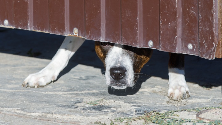 В Ханты-Мансийском районе объявлен карантин из-за бешенства бездомной собаки