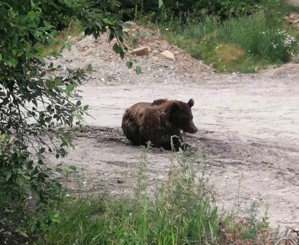 Трехлапый медведь сбежал из иркутского питомника «К-9»