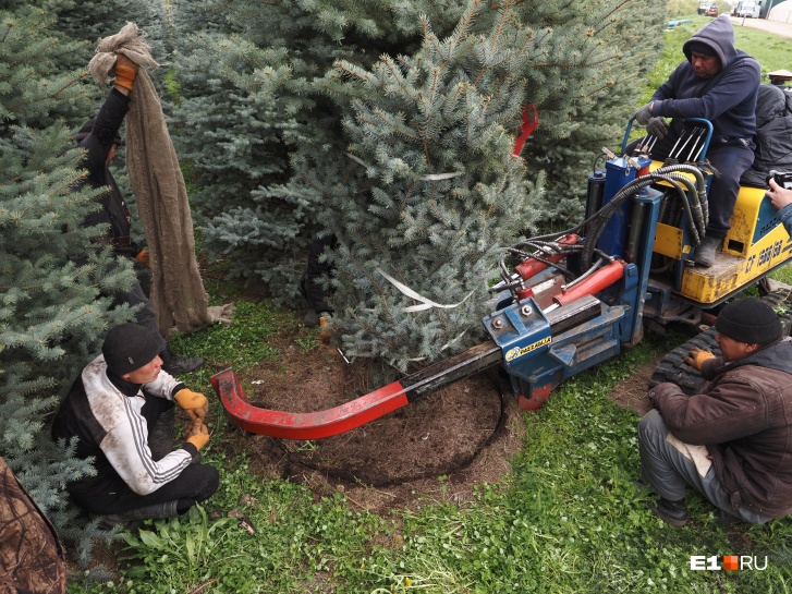 Всего в питомнике выкопали 10 елей для отправки в Екатеринбург
