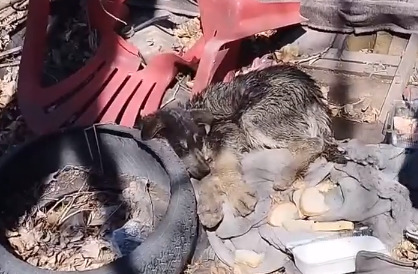 «Лежал в воде и медленно умирал»: из болота на окраине Красноярска спасли щенка