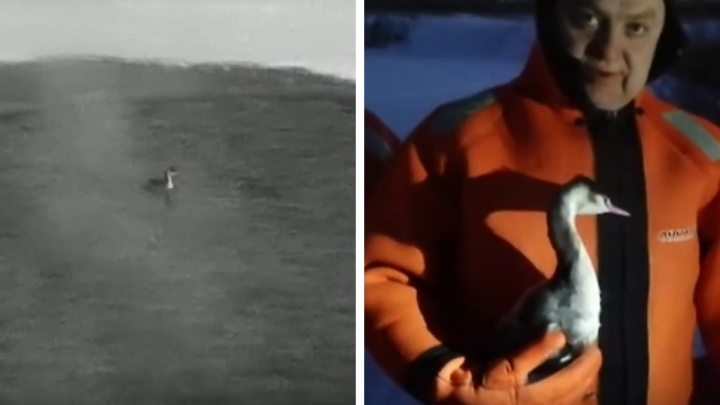 Спасатели на надувной лодке ловили на карьере раненую птицу — видео с возмущенной чомгой