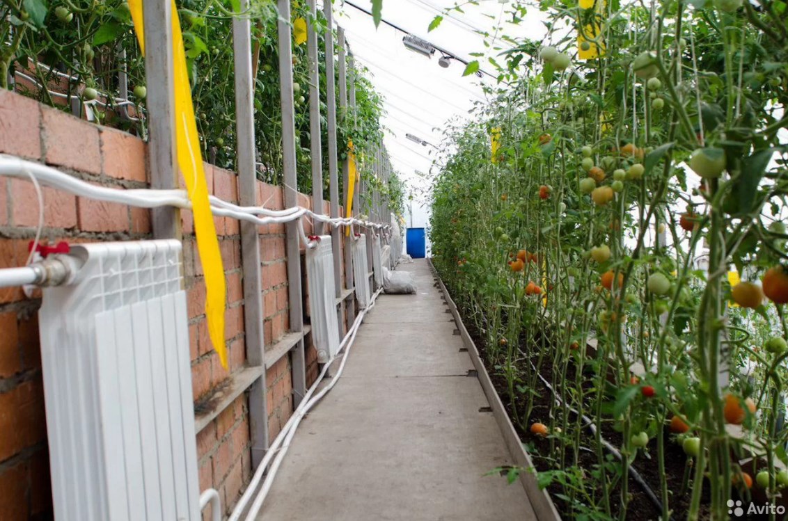 Выращивать помидоры на Урале можно и в промышленных масштабах