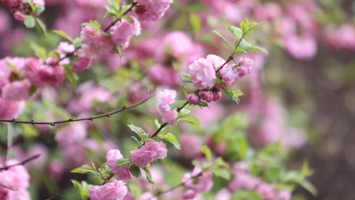 Все оттенки розового: смотрим весенний репортаж из цветущего Челябинска