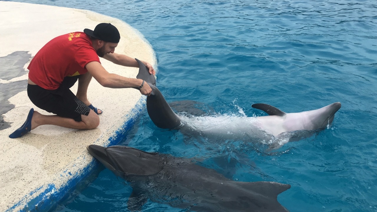 Помогали в осмотре дельфинов тренеры