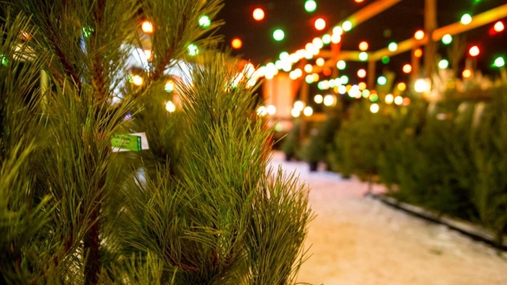 Где купить новогоднюю елку в Краснодаре? И сколько она будет стоить? Показываем, где находятся все елочные базары в городе