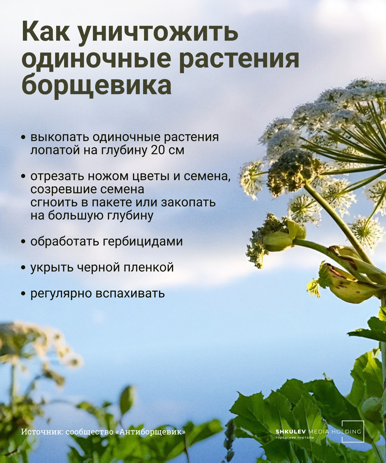 Проверенные способы борьбы с борщевиком Проверенные способы борьбы с борщевиком