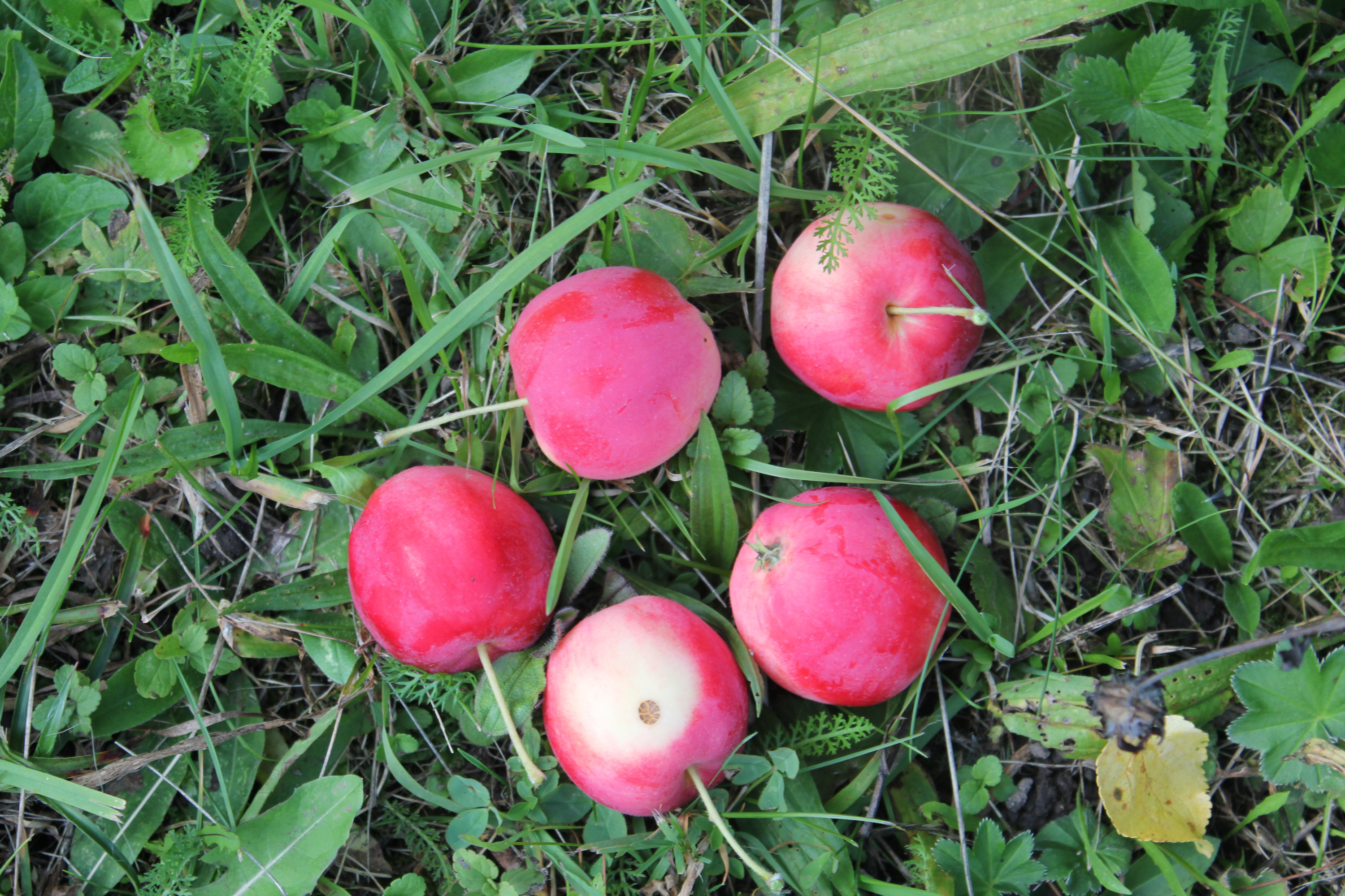 Для большинства блюд яблоки придется почистить и избавиться от сердцевины