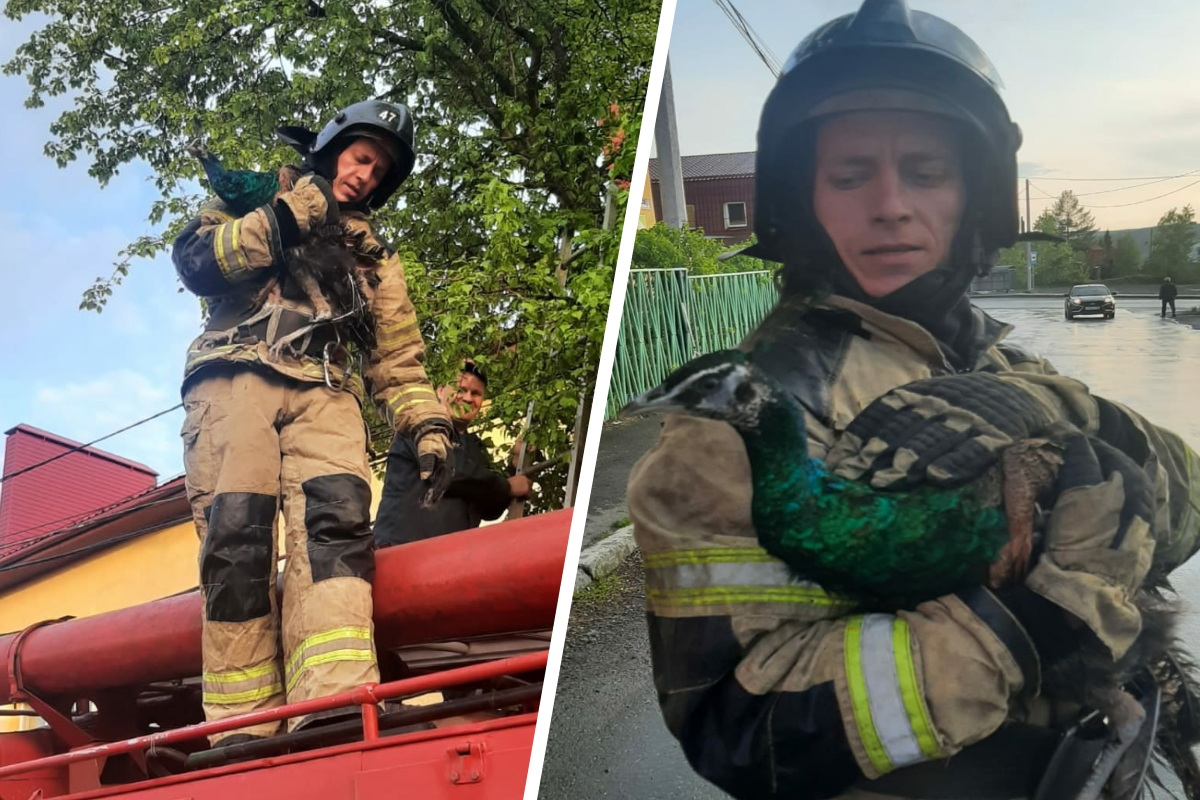 Побег не удался: на Урале пожарные спасли павлина, застрявшего на дереве