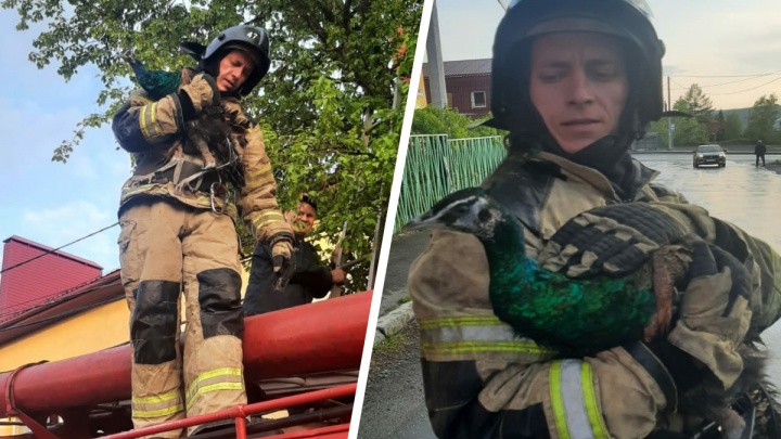 Побег не удался: на Урале пожарные спасли павлина, застрявшего на дереве