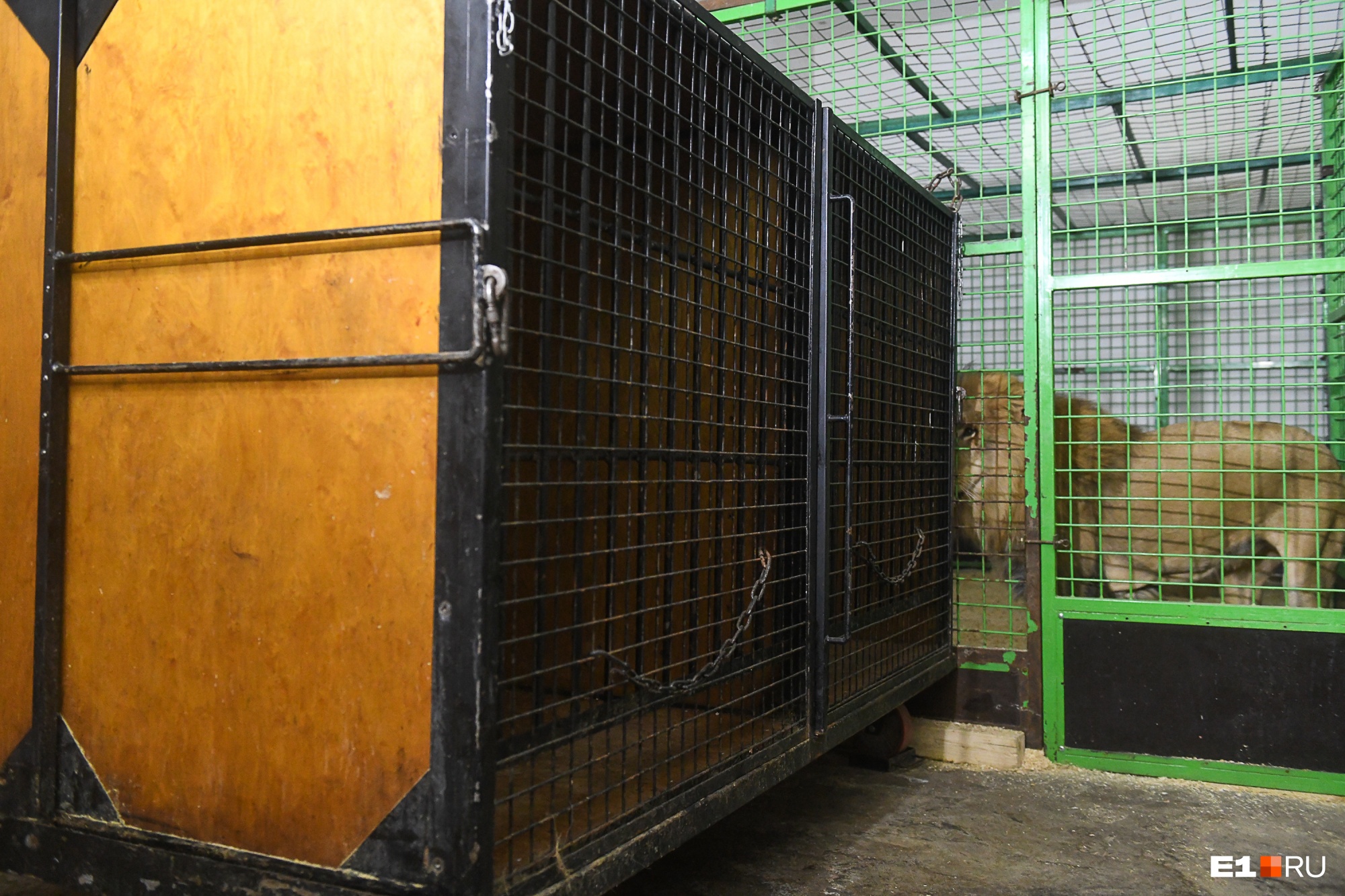Пуму, напавшую на пьяных работников зоопарка Читы, запирали в туалете