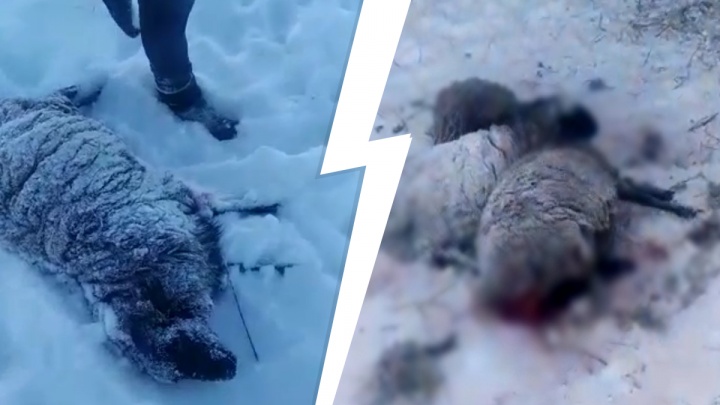 На Урале волки напали на сельский дом. Они убили пять овец и напугали местных