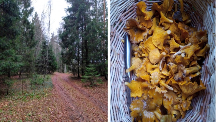 «Свежие пошли»: ярославцы похвастались грибным уловом в ноябре
