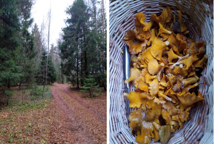 В Ярославской области в ноябре продолжают расти грибы
