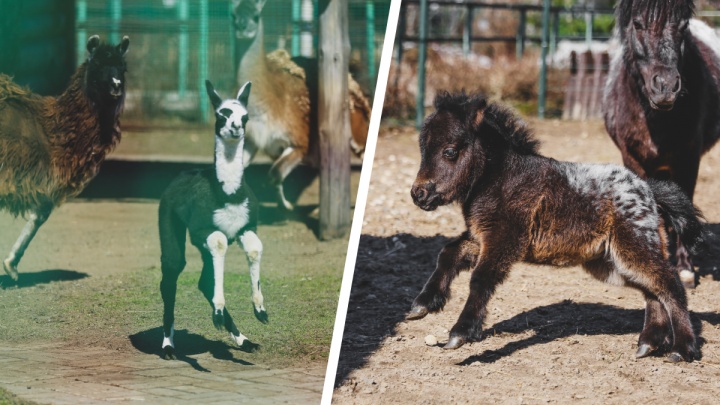 Объясните свою маленькость: в Ярославском зоопарке родились мини-лошадка и лама. Милый фоторепортаж