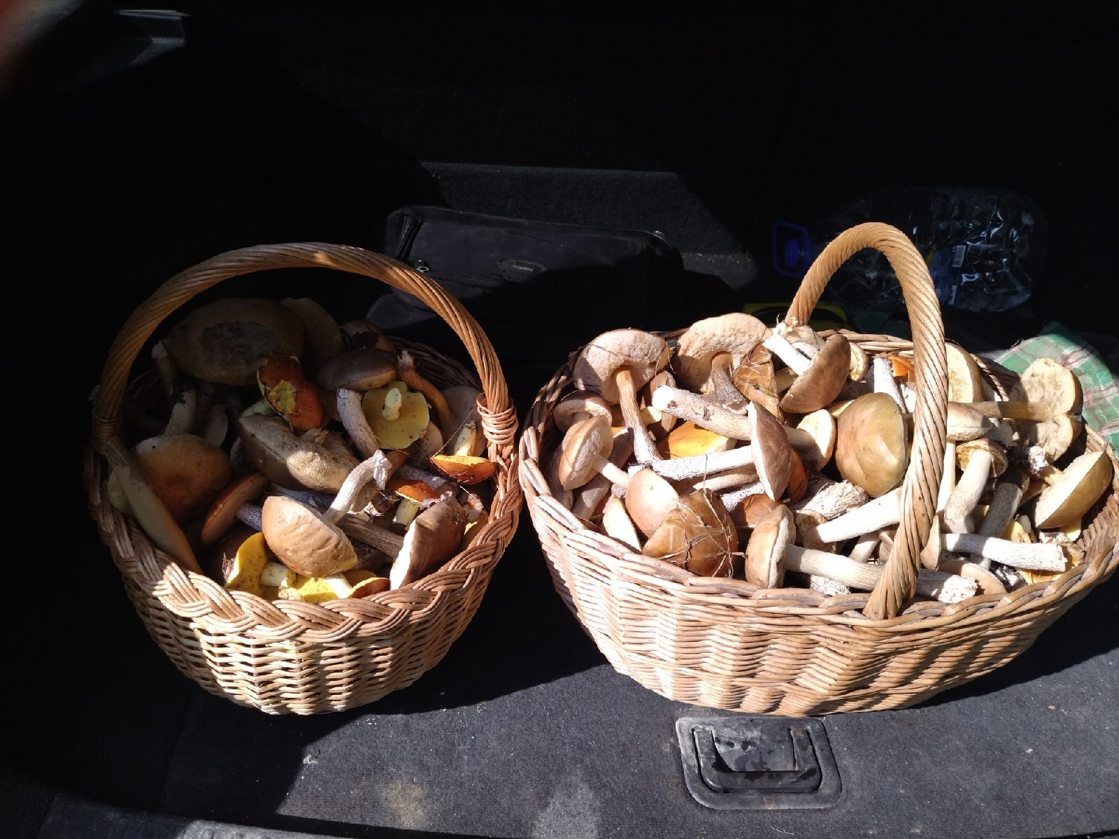 Такие корзинки набрали рядом с Серовским трактом