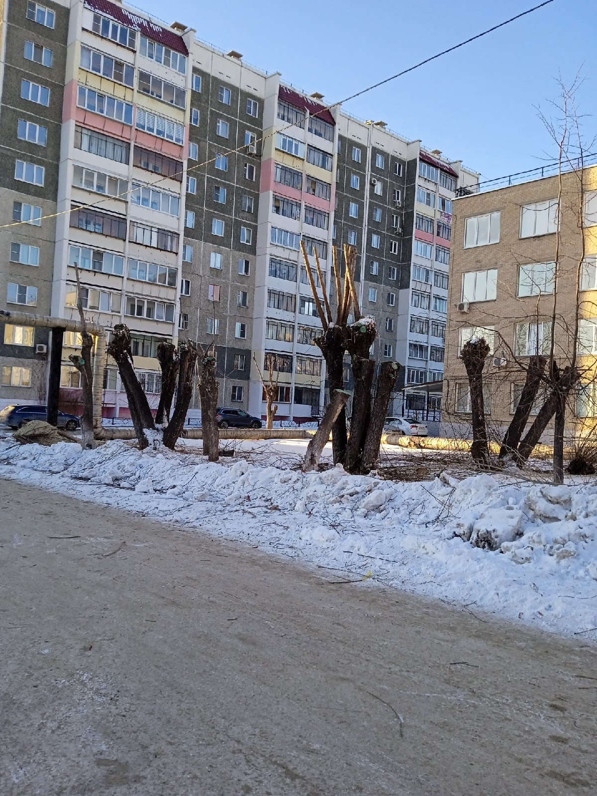 Но дело не только во внешней красоте. Обрезка под пень не сулит ничего хорошего Но дело не только во внешней красоте. Обрезка под пень не сулит ничего хорошего