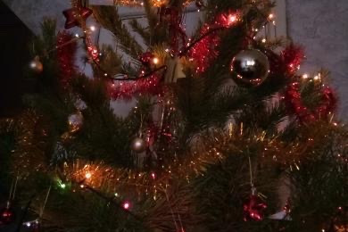 Волгоградцы не спешат выбрасывать новогодние елки