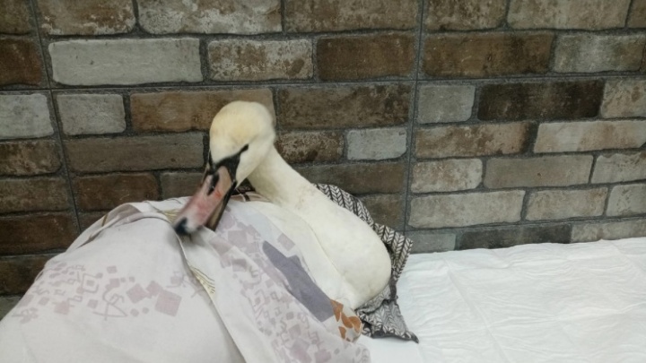 В Волгограде погиб спасенный в Ленинском районе лебедь. Птица проглотила рыболовный крючок