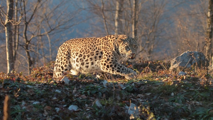 15 июля в Сочи впервые состоится праздник — День переднеазиатского леопарда