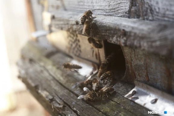 В Свердловской области погибло больше 50 миллионов пчел. Кто виноват?