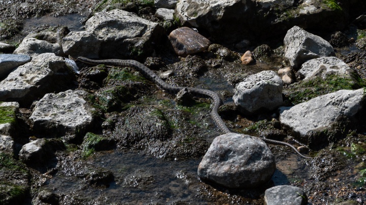 Наводнение в Забайкалье может спровоцировать миграцию змей — биолог