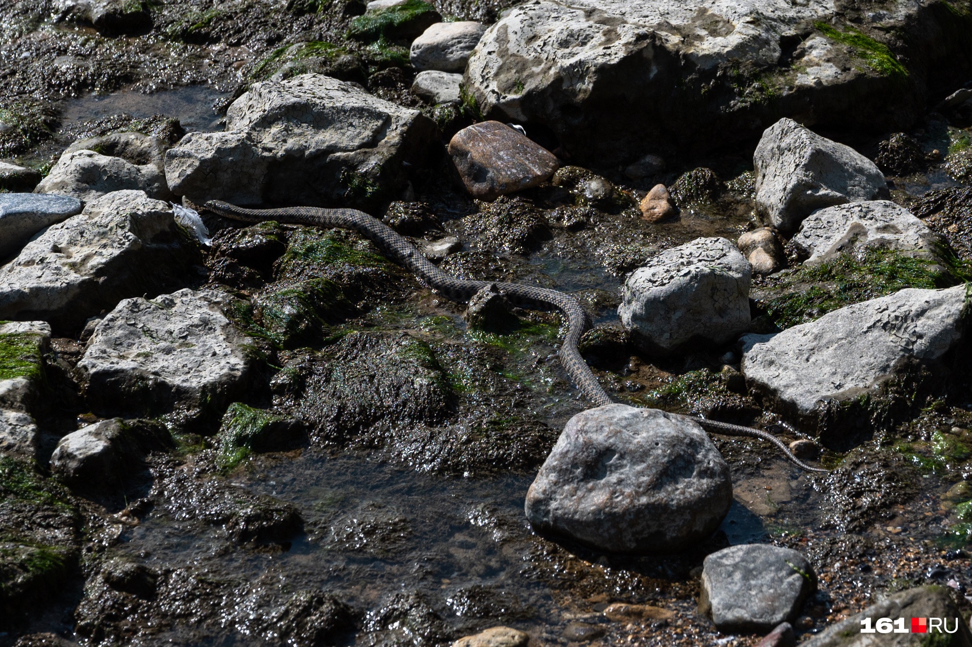 Змеи в Забайкалье могут начать мигрировать из-за наводнения