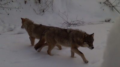 «За сутки 70 километров проходят»: возле поселка под Курганом заметили двух волков