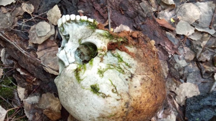 В Тюмени грибник нашел человеческий череп. Кому он принадлежит?