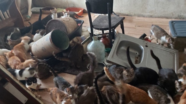«Все подобранные, рожают...» Жители Перми жалуются на соседку с 70 кошками в квартире