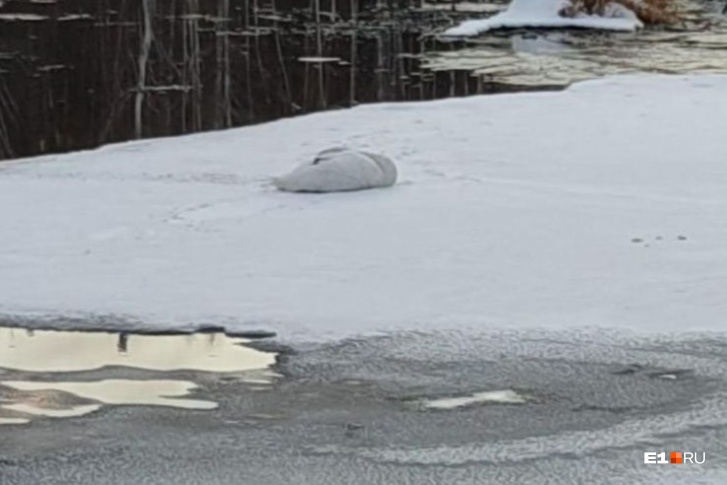 Лебедь лежит прямо на снегу