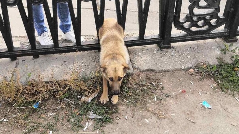 В Тольятти собака застряла в заборе на набережной
