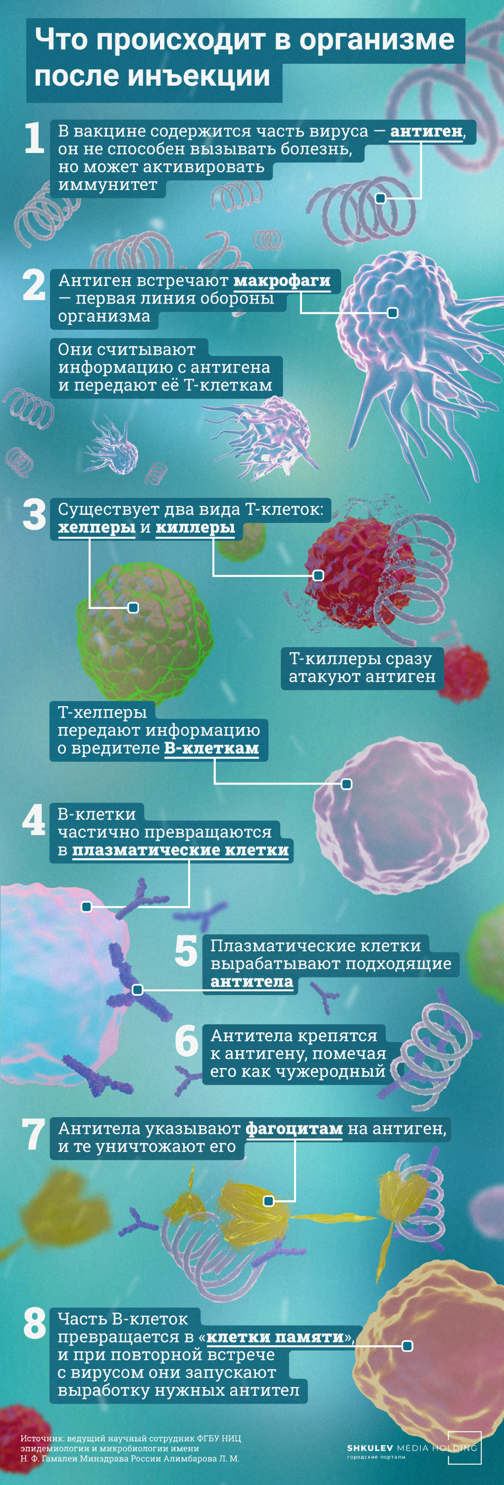 Иммунитет в организме вырабатывается в несколько этапов