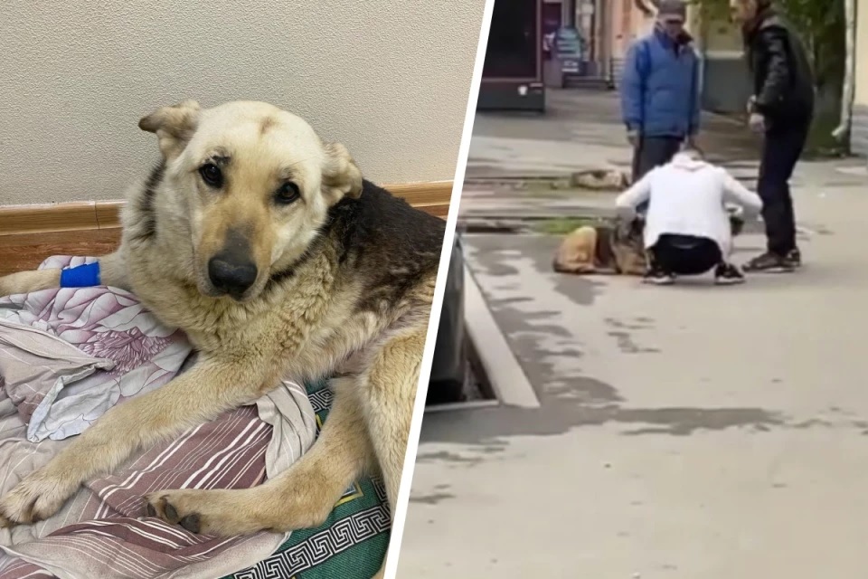 «Рыдаю от счастья!» Собака, которую дважды бросили умирать на Уралмаше, смогла выжить