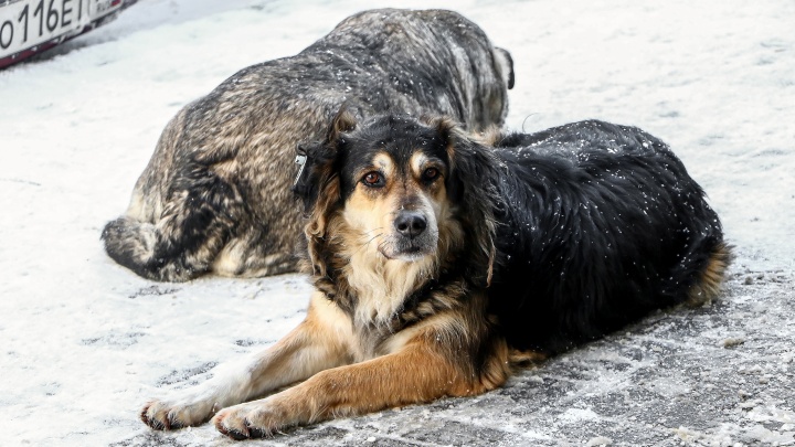 Ветеринары проверят информацию о «концлагере для собак» под Нижним