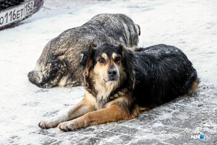 Жители пожаловались в комитет ветеринарии на женщину, которая приводит в квартиру бездомных собак