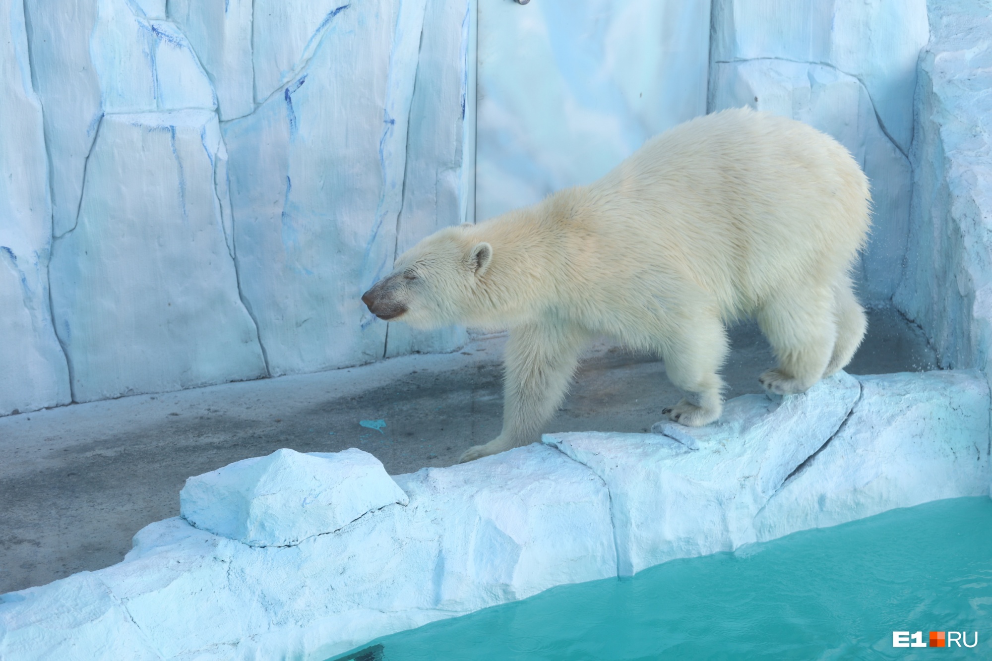 Знакомьтесь, Хатанга! В Екатеринбурге открыли гигантский вольер для белых медведей