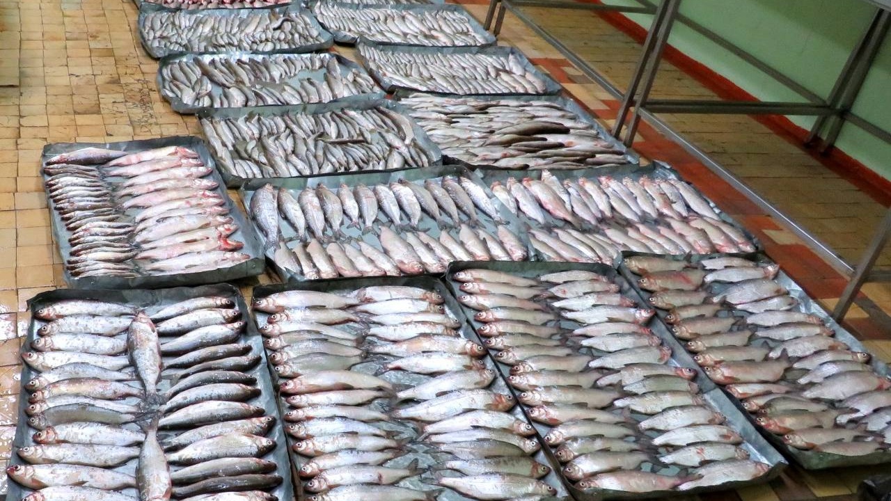 Улов на миллион: в ХМАО полицейские задержали браконьеров, выловивших около тысячи рыб