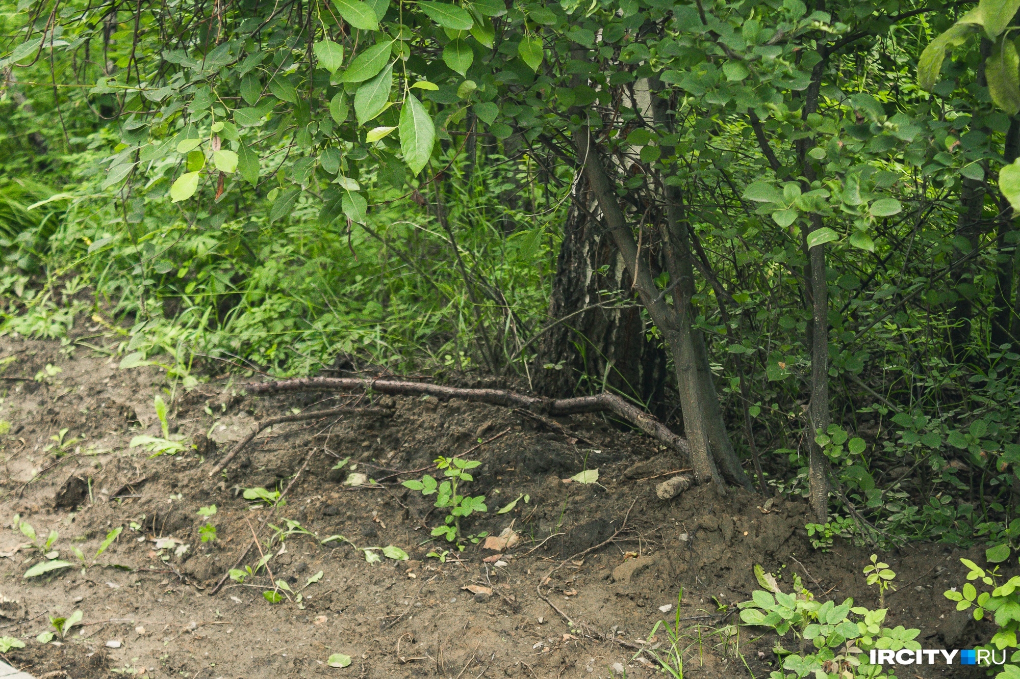 В результате ремонта были повреждены корни у некоторых деревьев